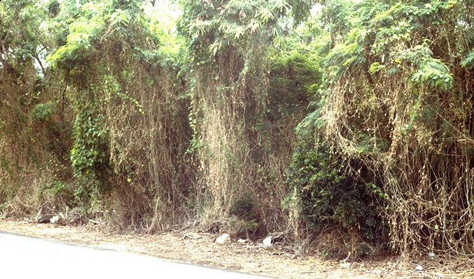 کوچینیا گرندیس( پیچک کدو)